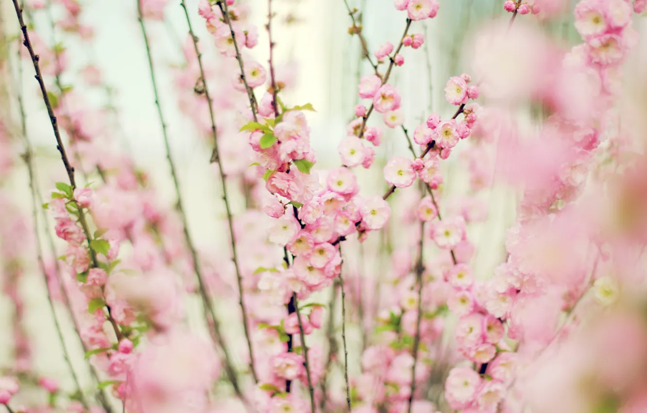 Photo wallpaper flowers, pink, gently