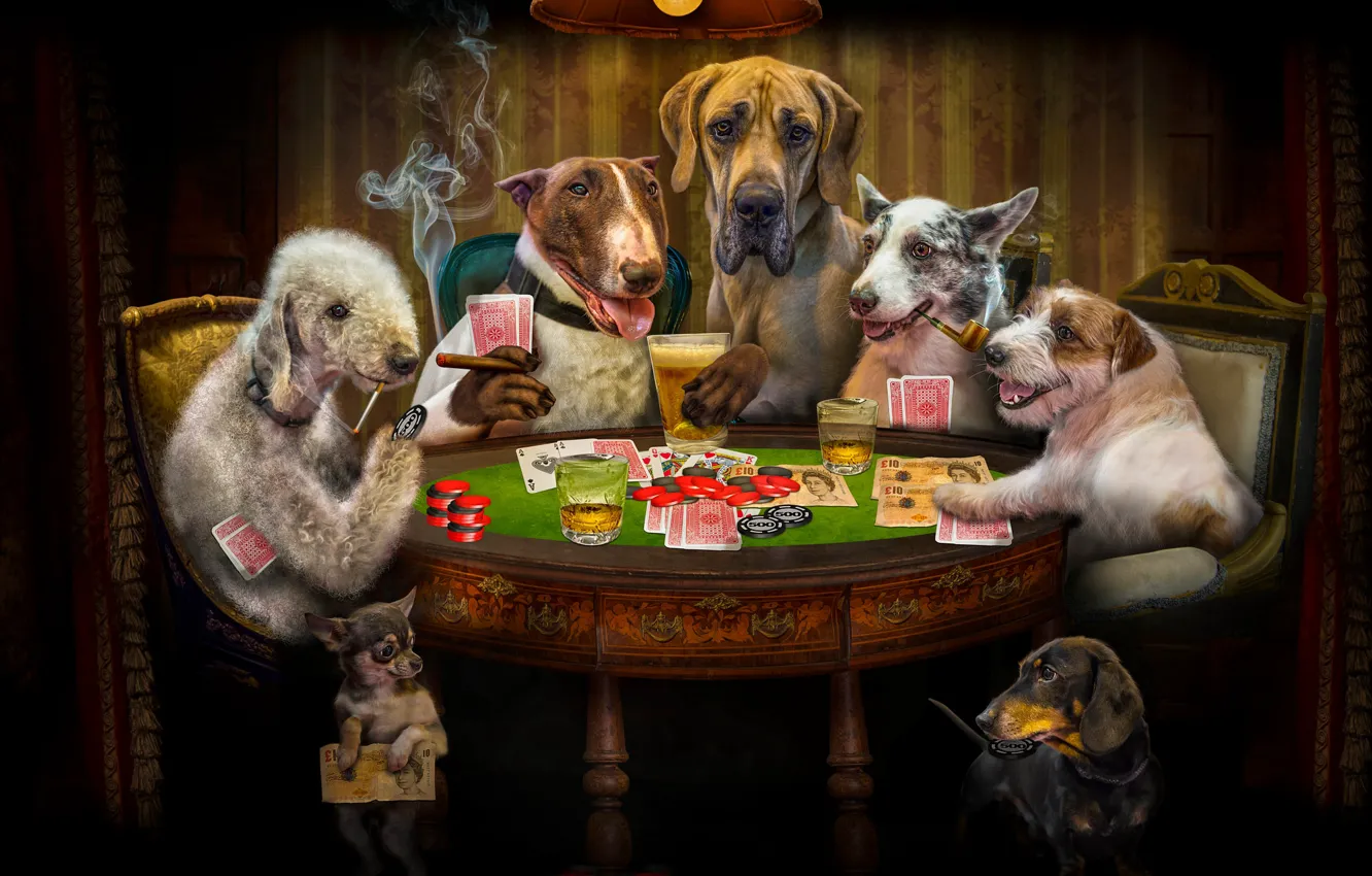 Photo wallpaper dogs, card, look, the dark background, rendering, table, room, stay