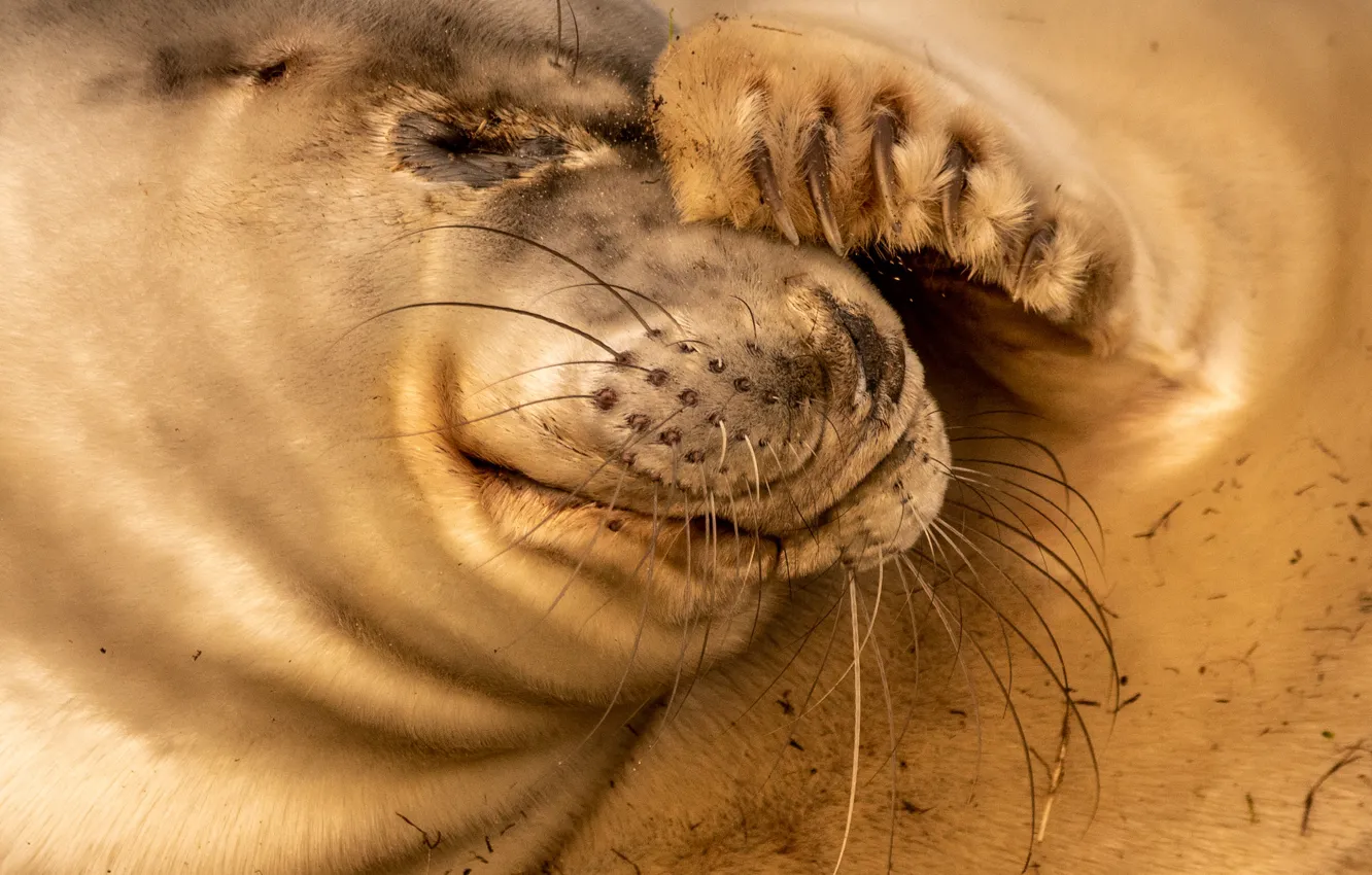 Photo wallpaper look, face, close-up, seal, portrait, paws, the expression, closed eyes