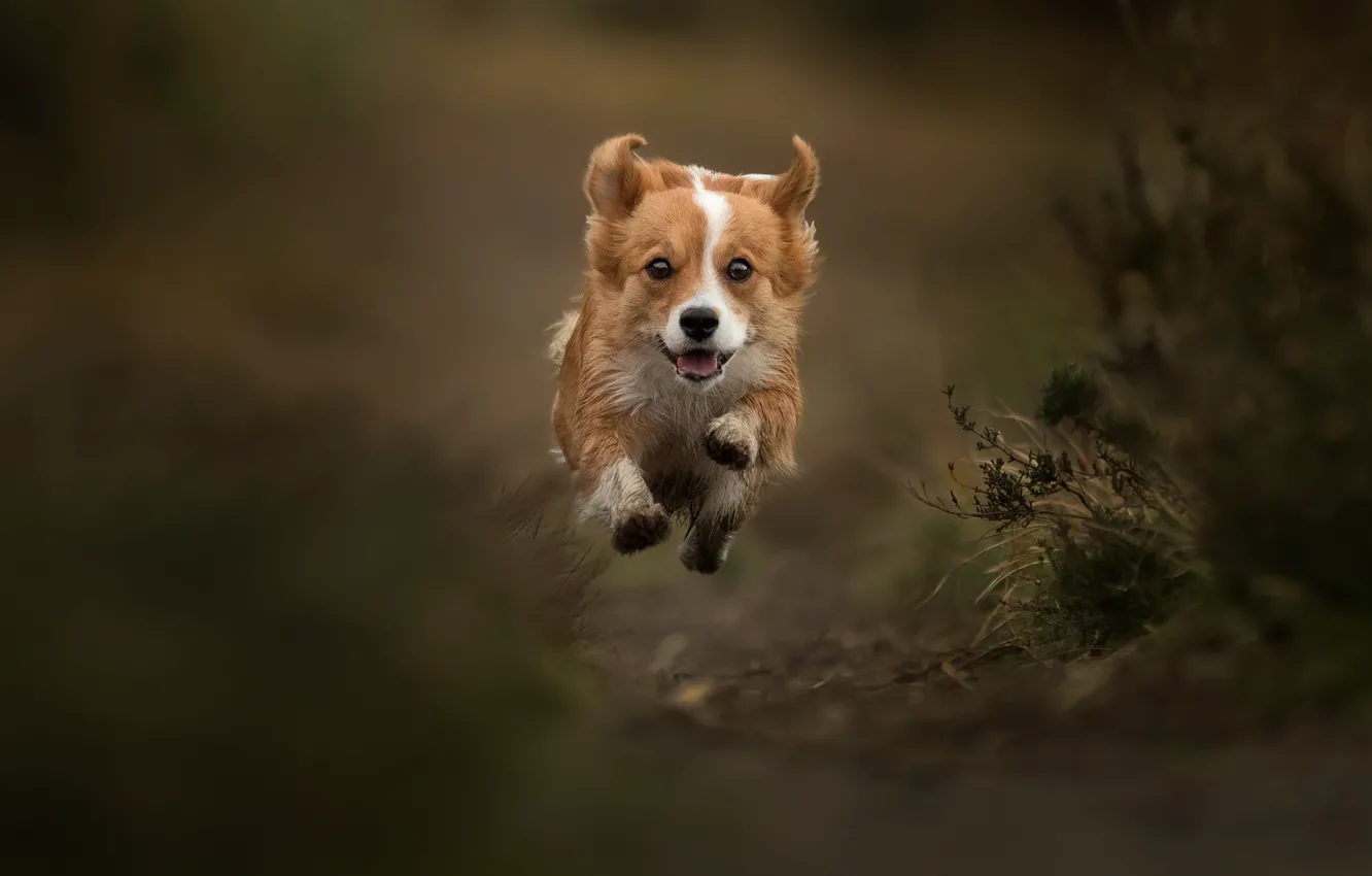Photo wallpaper jump, dog, flight, walk, bokeh, doggie, levitation, Welsh Corgi