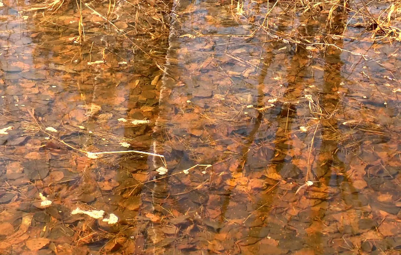 Photo wallpaper autumn, leaves, water, reflection, background, texture, texture, water