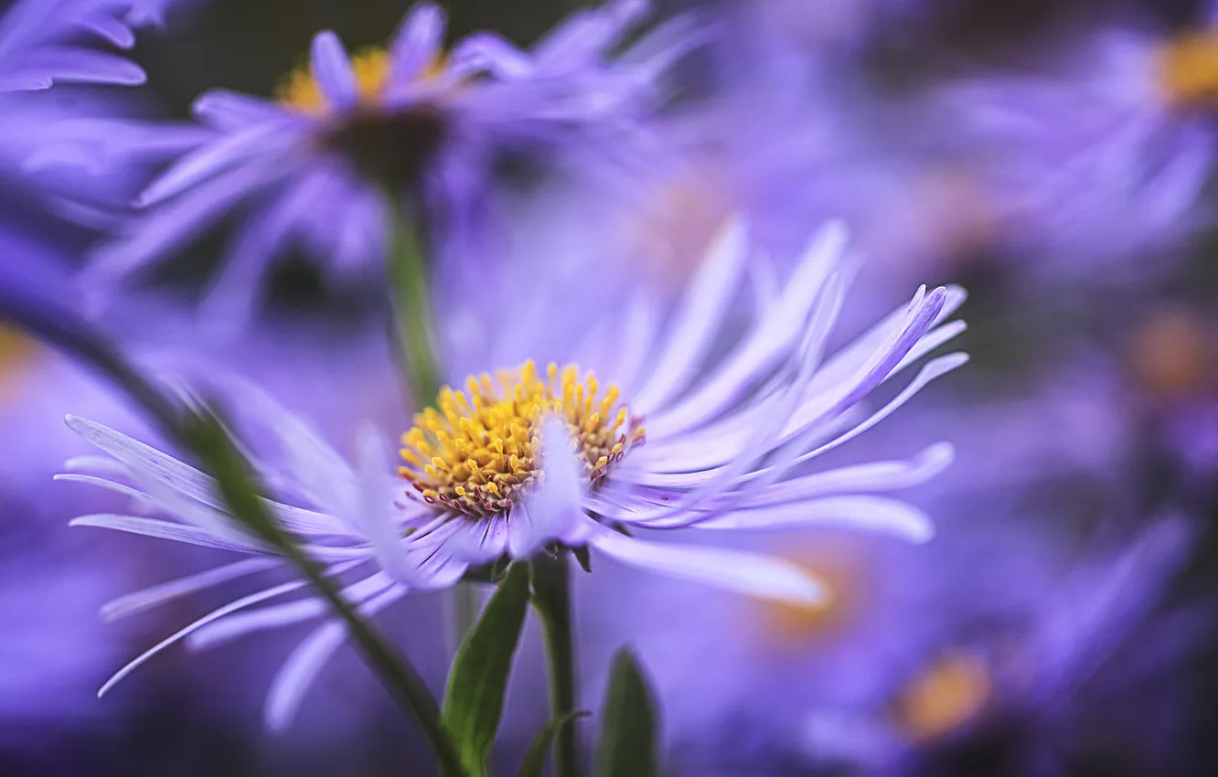 Photo wallpaper flowers, blur, lilac, asters