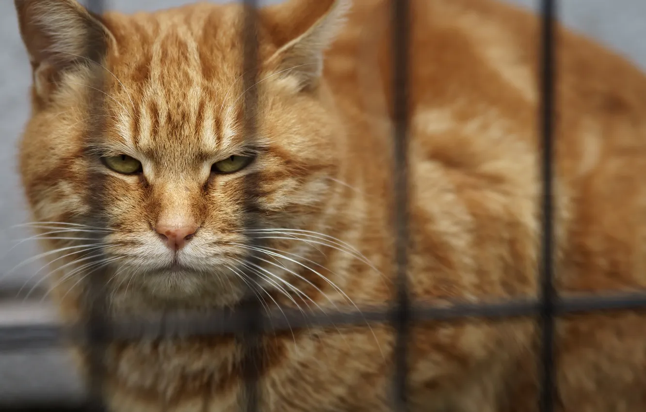 Photo wallpaper cat, look, red, Tomcat