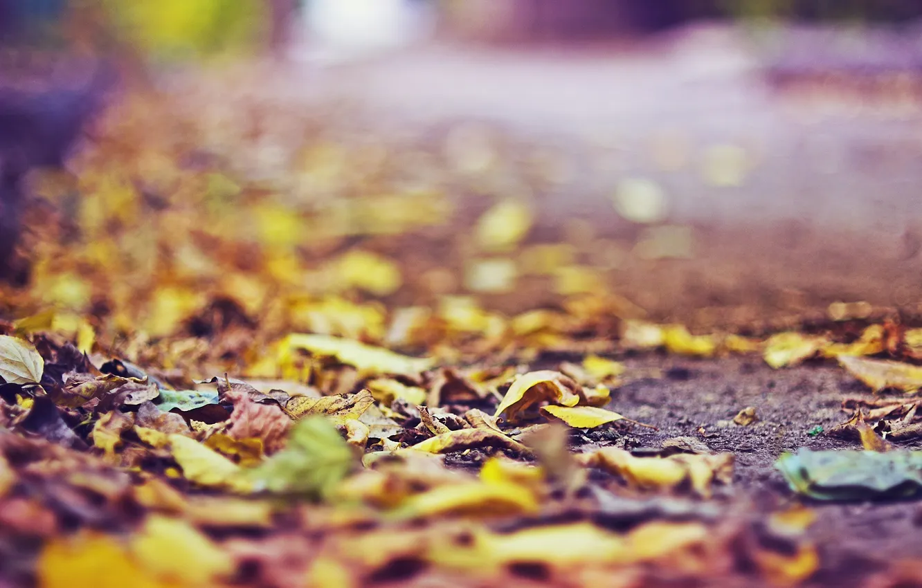 Photo wallpaper autumn, asphalt, leaves
