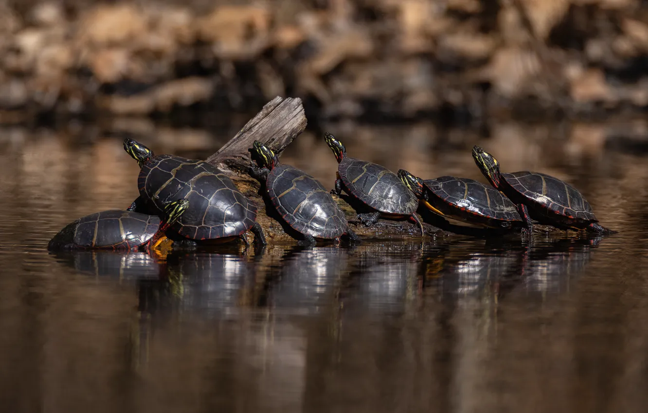 Photo wallpaper reflection, turtle, log, company, pond, water, heated, water turtle