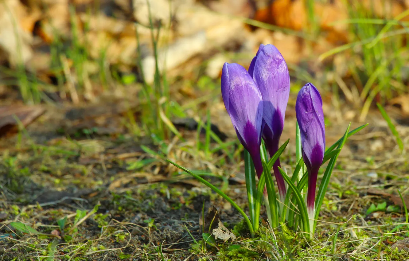 Photo wallpaper flower, spring, Crocus