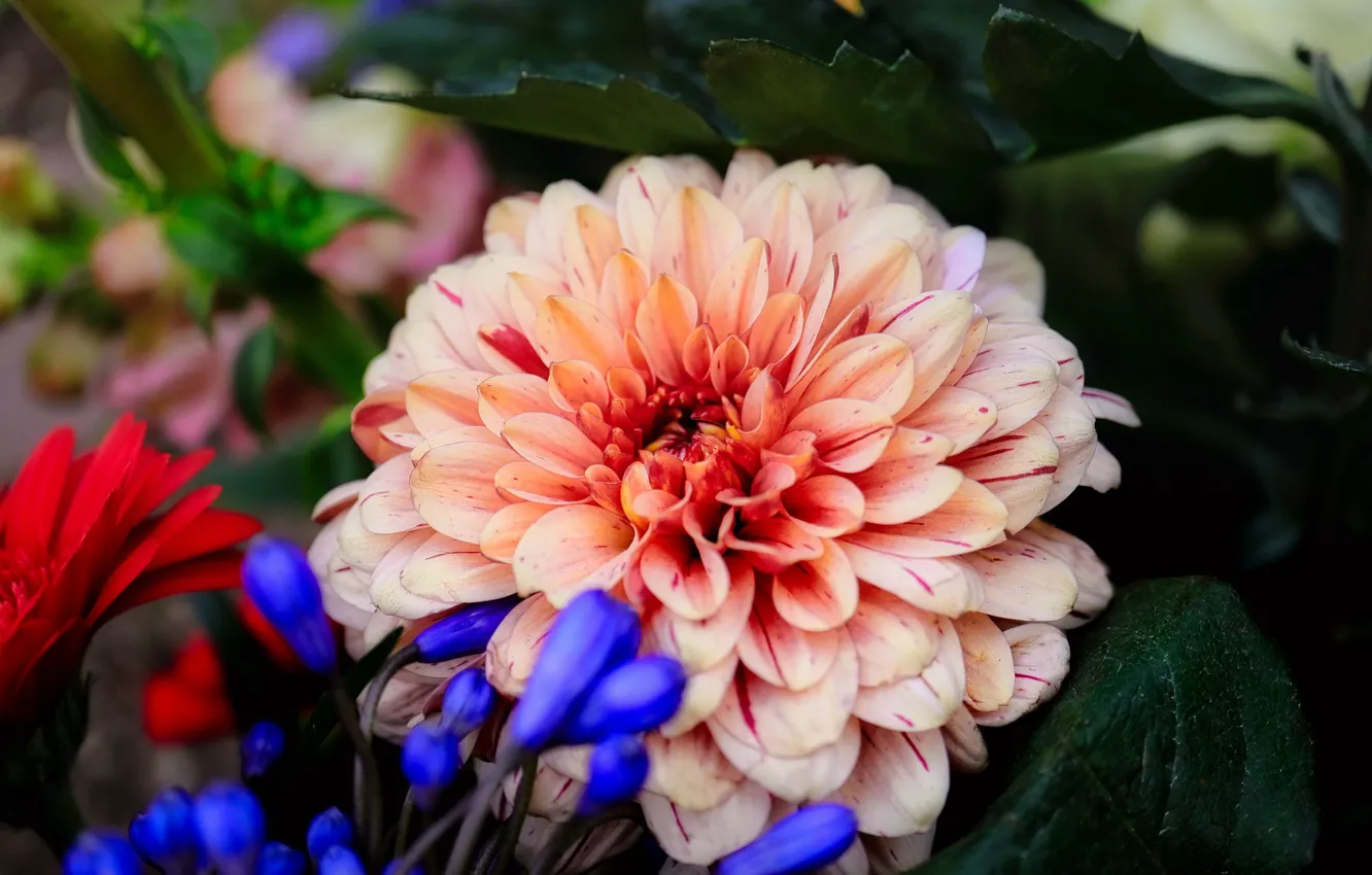 Photo wallpaper flowers, garden, different, beige, dahlias