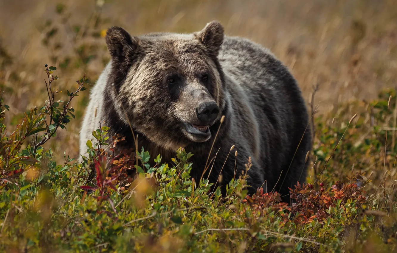 Photo wallpaper bear, beast, grizzly