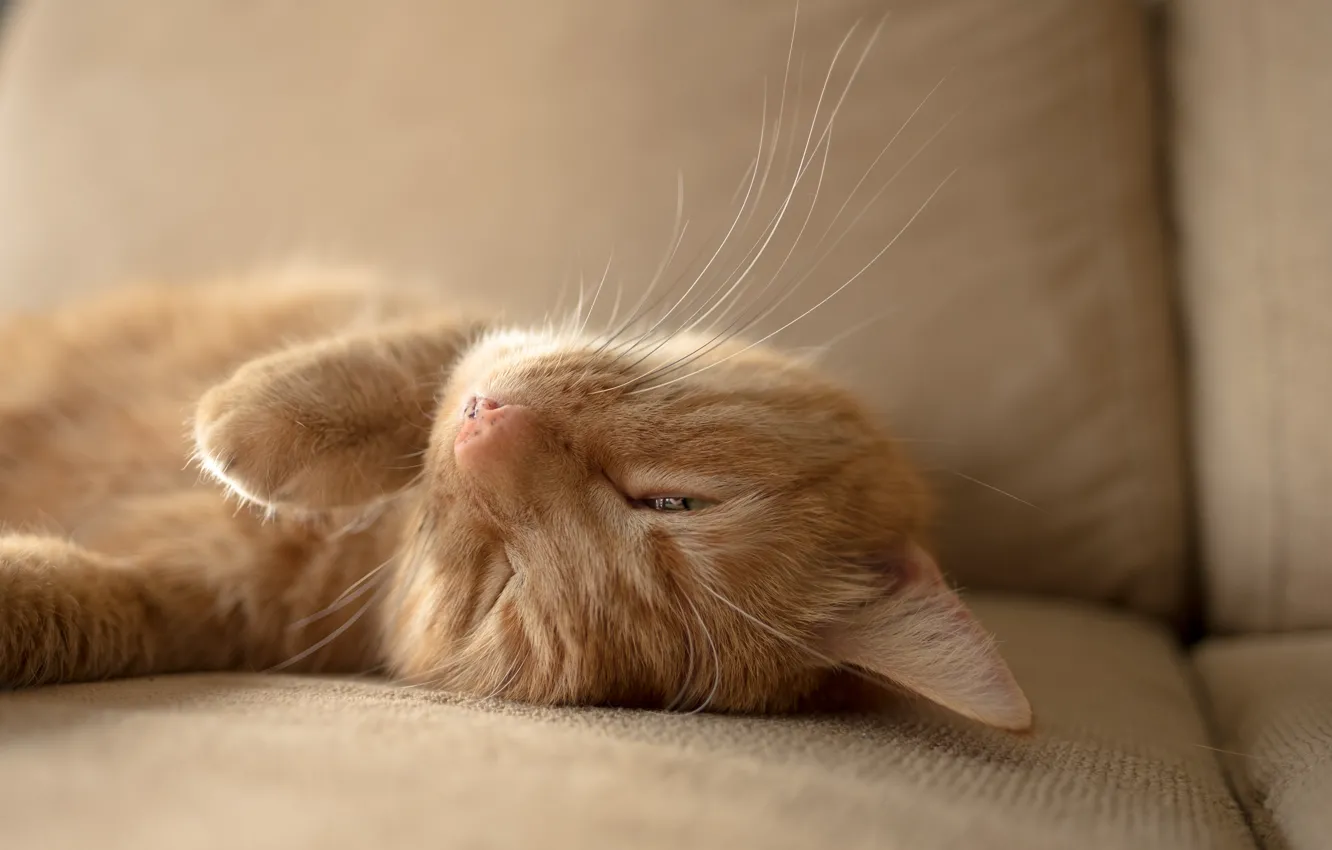 Photo wallpaper cat, sofa, stay