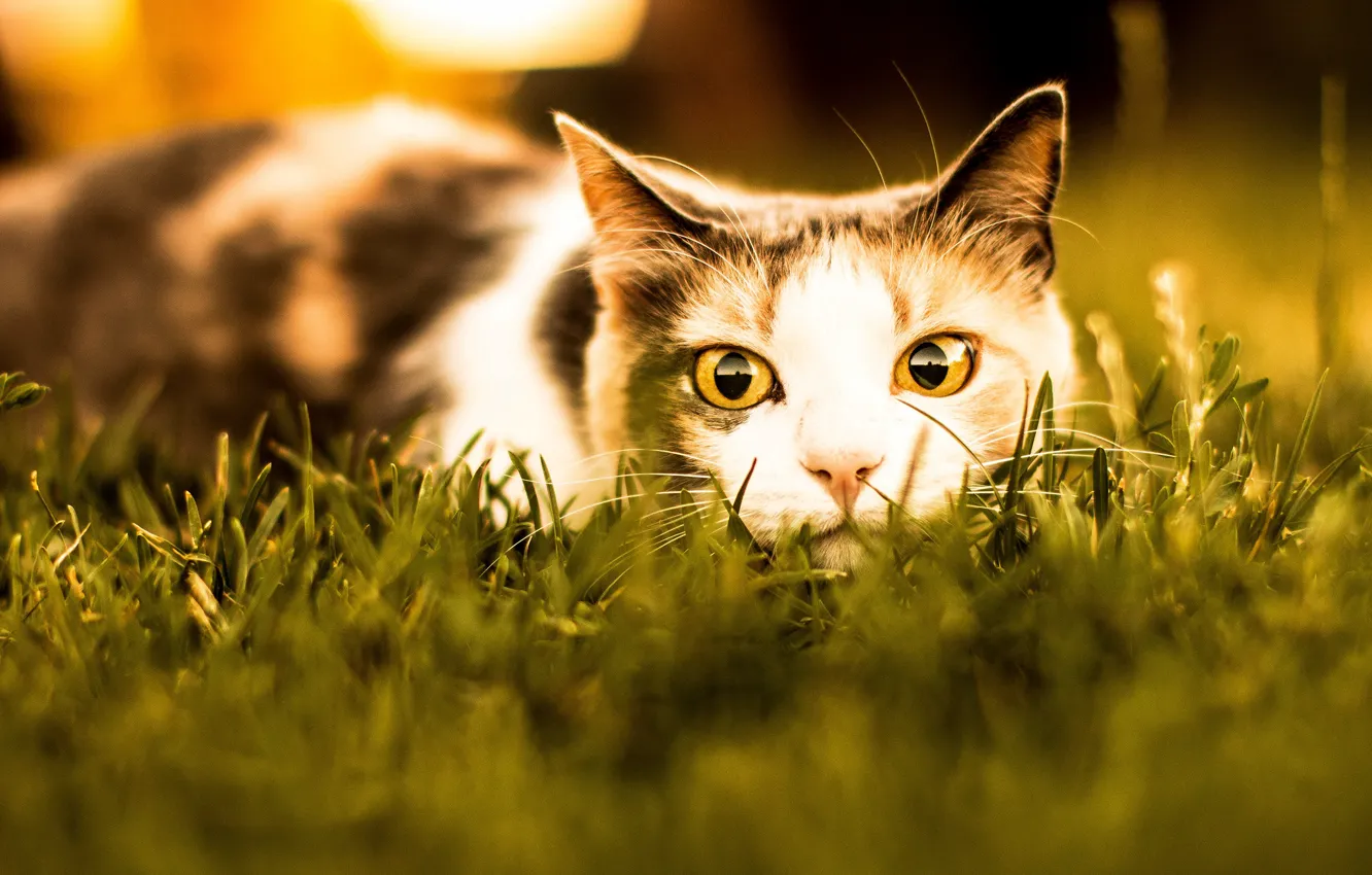 Photo wallpaper cat, summer, grass, cat, look, face, light, hunting