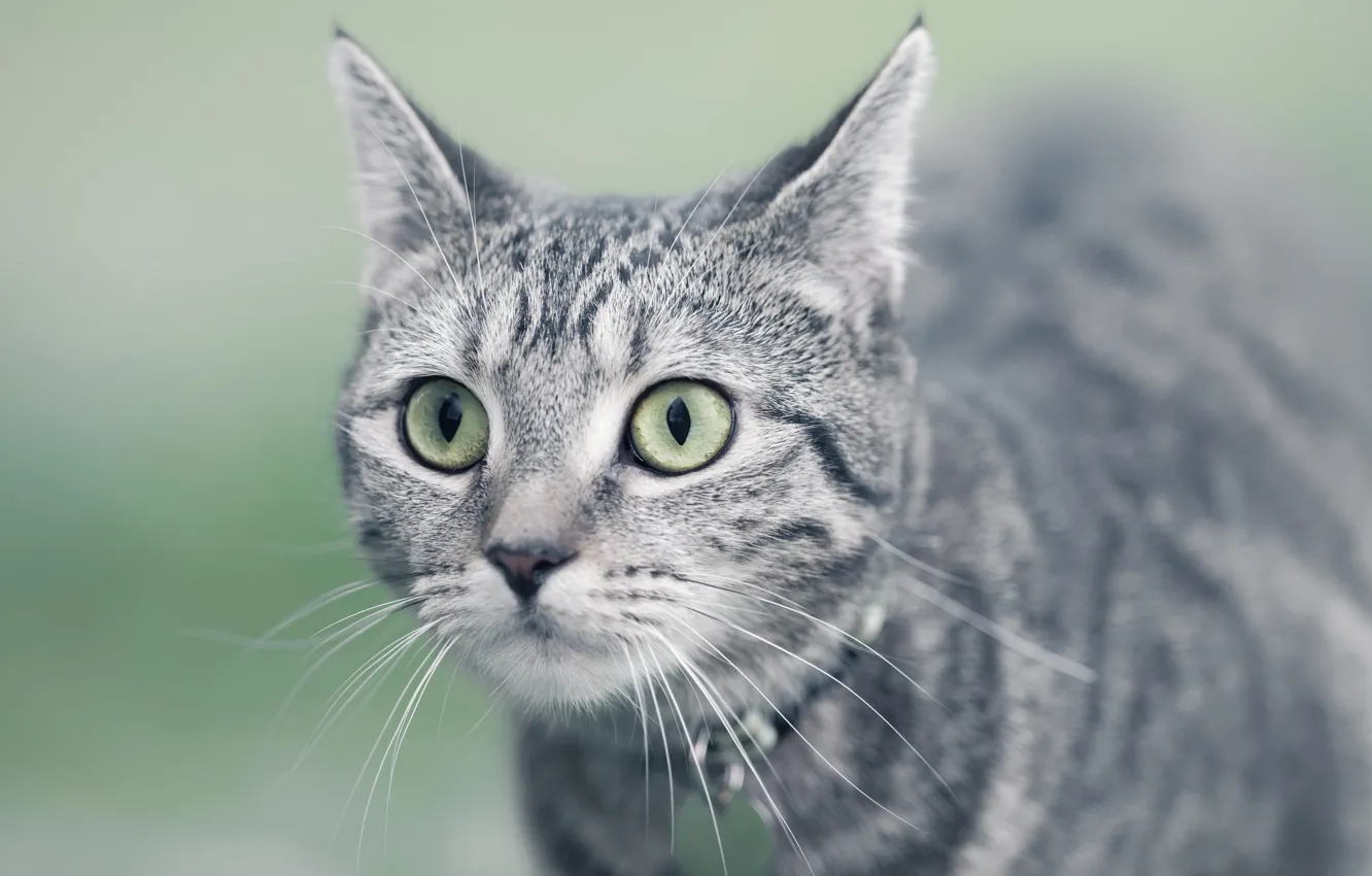 Photo wallpaper eyes, background, cat