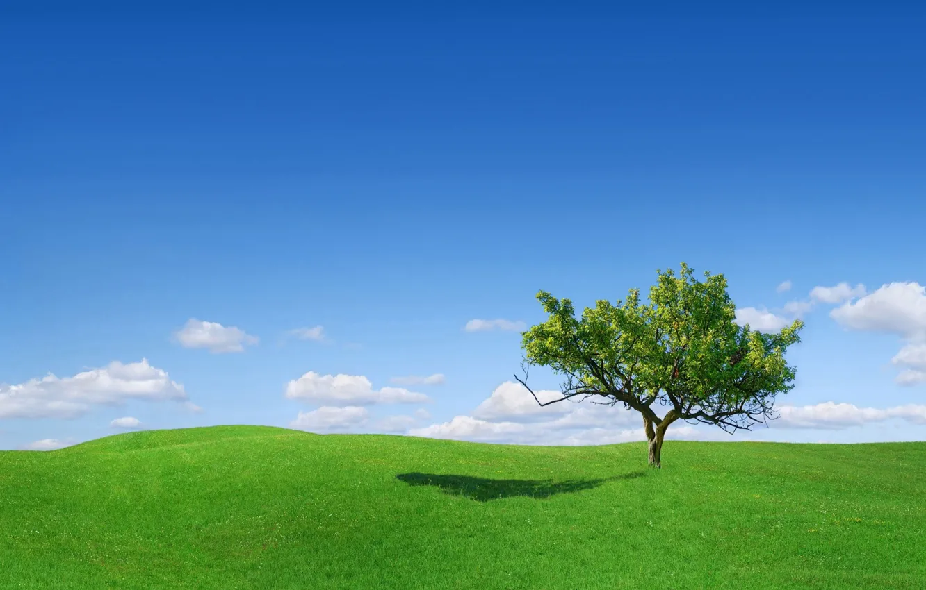 Photo wallpaper green, grass, sky, landscape, tree