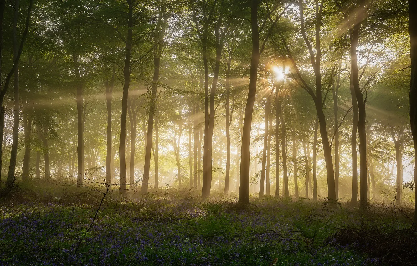 Photo wallpaper greens, forest, the sun, rays, light, flowers, fog, glade