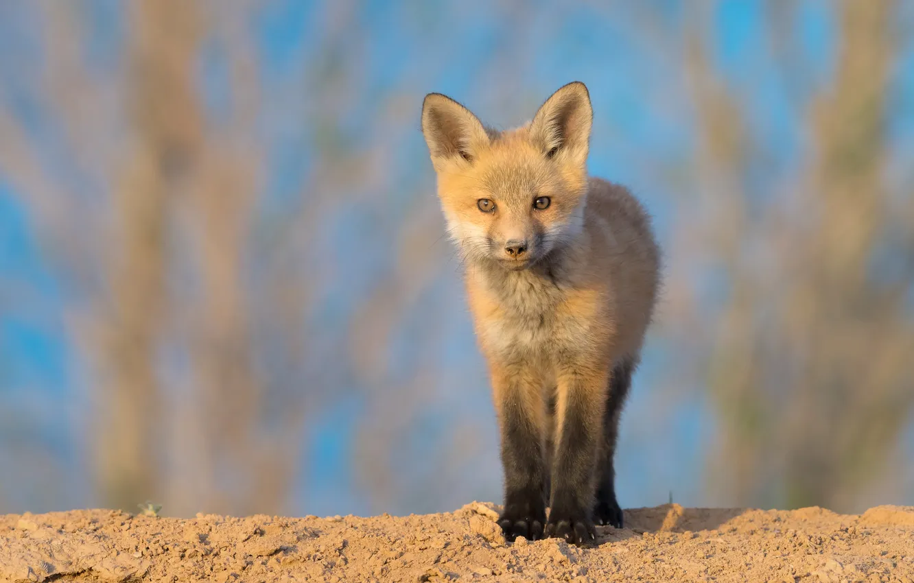 Photo wallpaper Fox, Fox, Fox