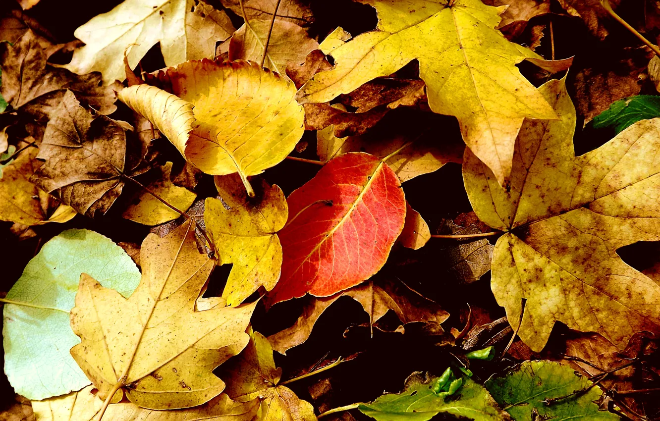 Photo wallpaper autumn, leaves, yellow leaves, autumn leaves