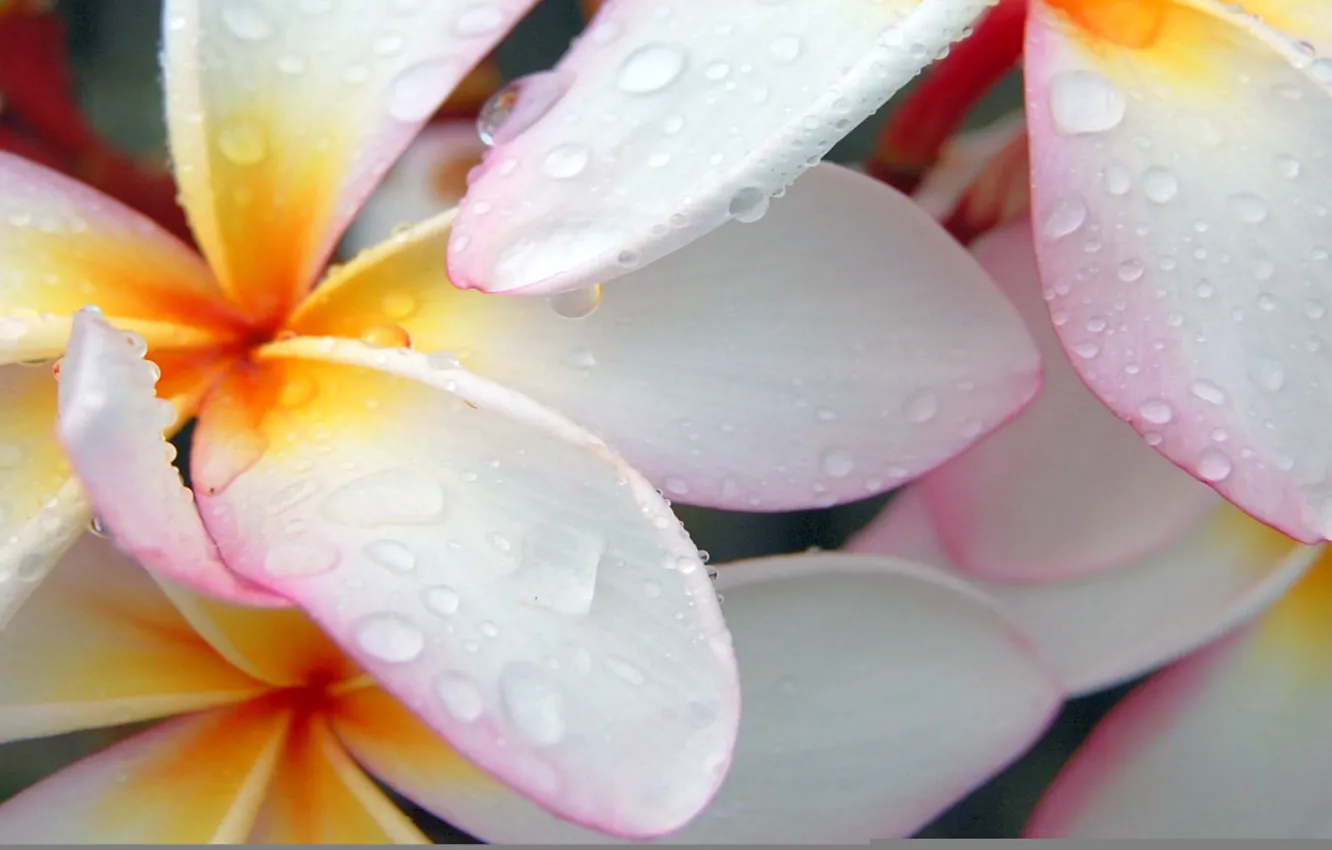 Photo wallpaper white, drops, macro