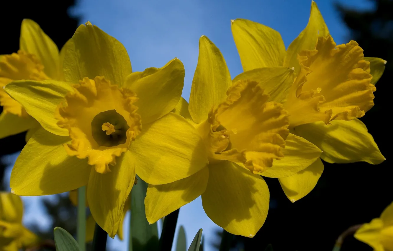 Photo wallpaper yellow, spring, daffodils