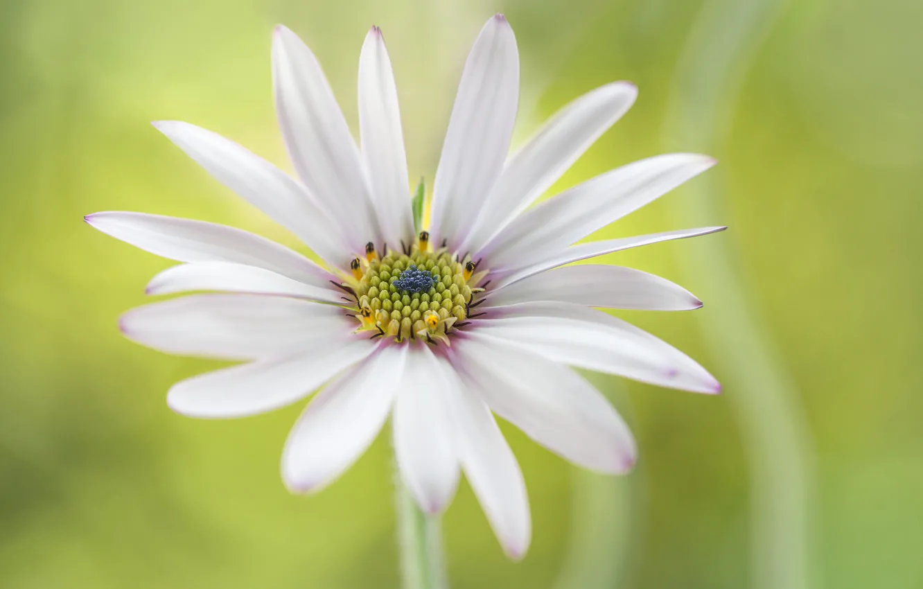 Photo wallpaper flowers, petals, Osteospermum, Cape Daisy