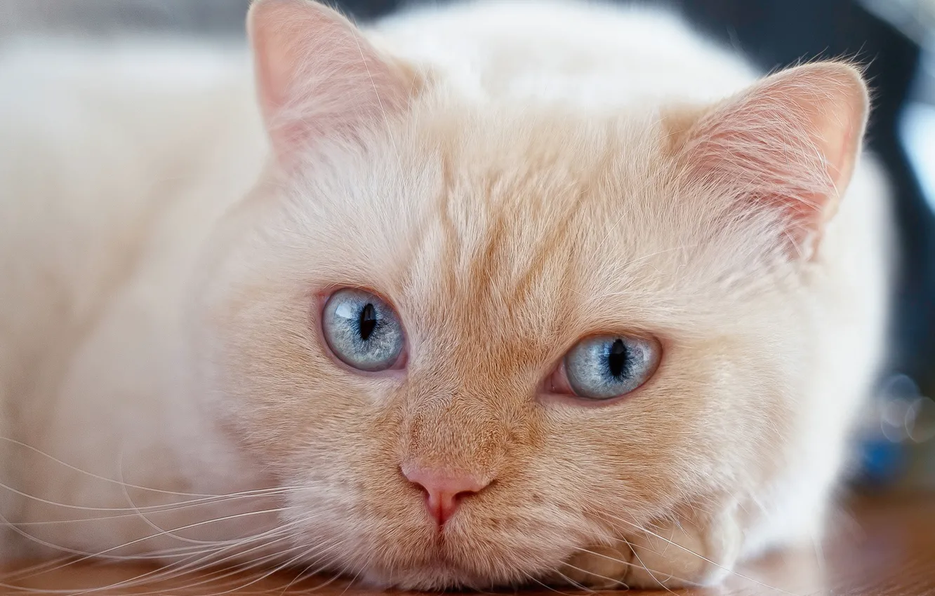 Photo wallpaper cat, cat, look, portrait, muzzle, blue eyes, cat, Pauline Khrol