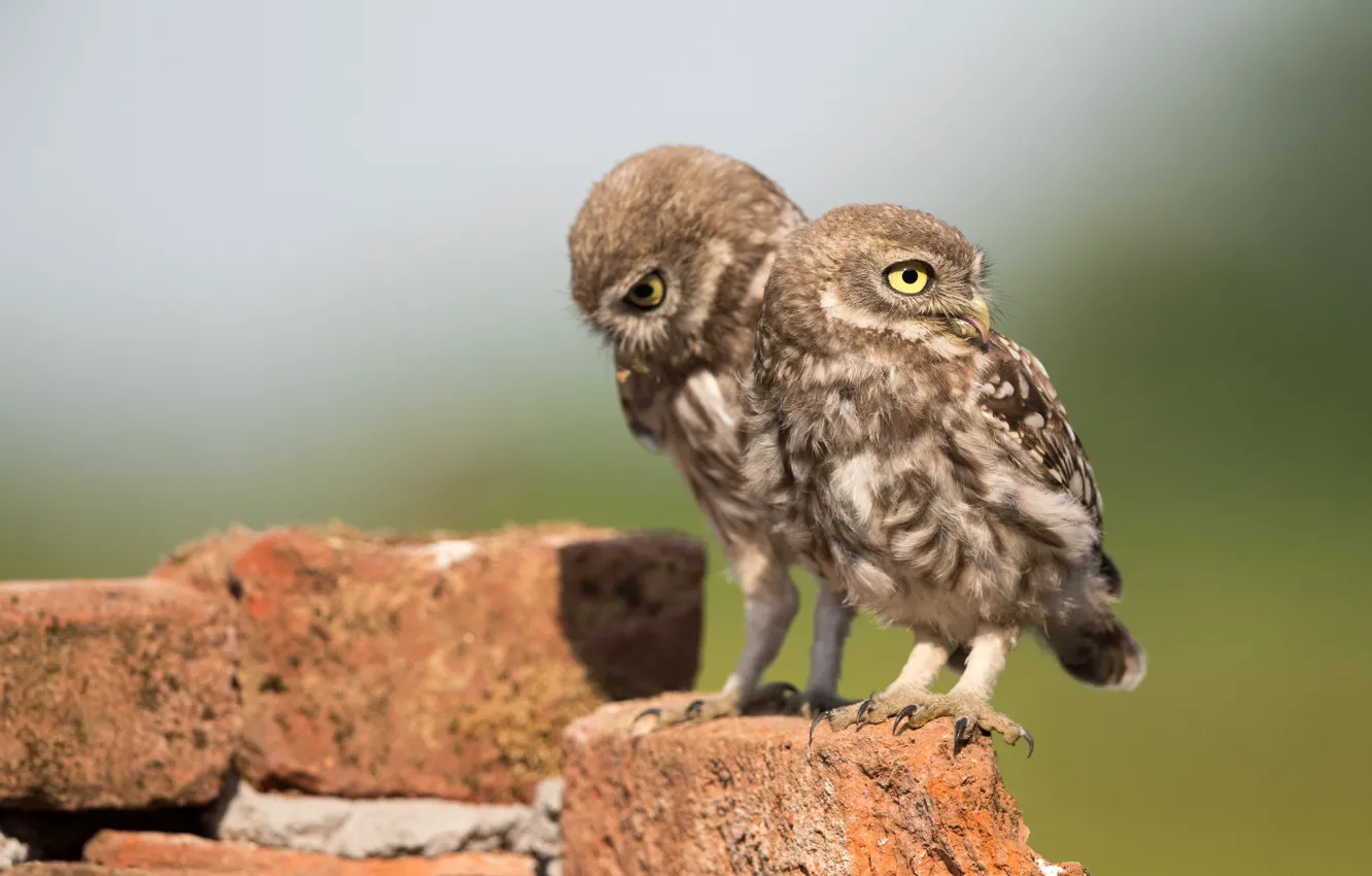 Photo wallpaper look, light, stones, background, owl, bird, two, brick