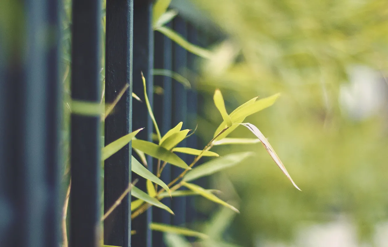 Photo wallpaper greens, nature, metal, sprouts, the fence, plant, fence, rod