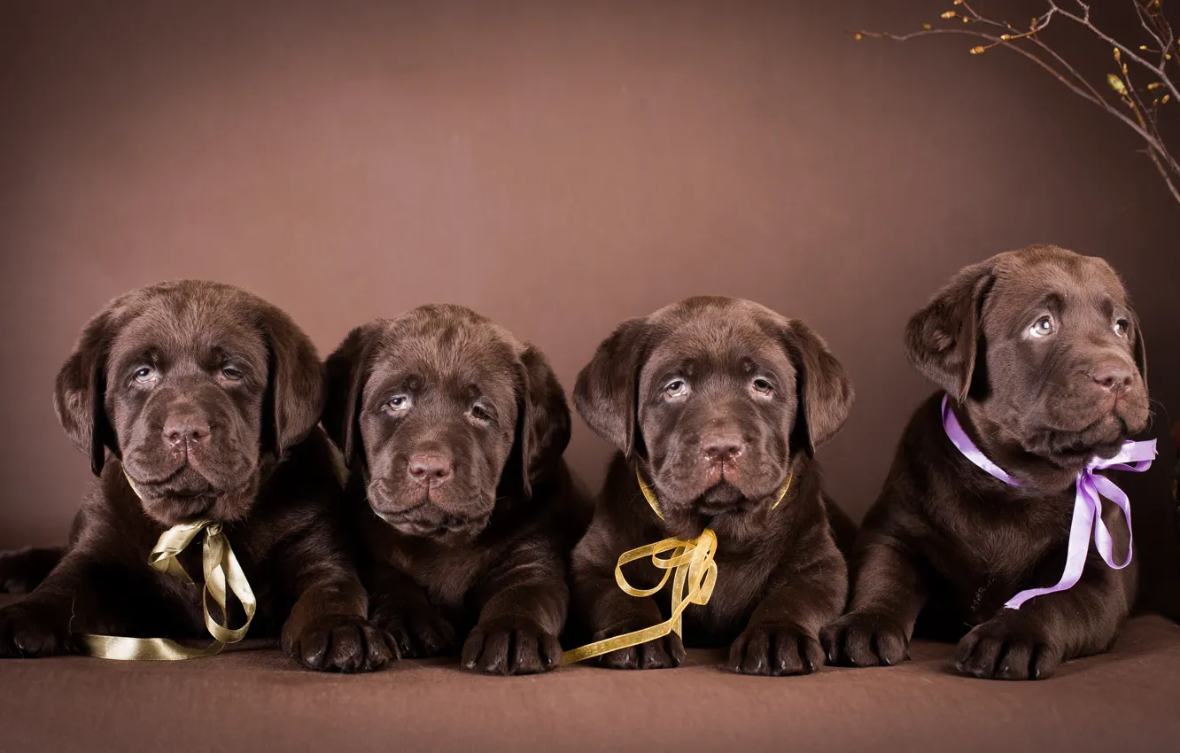 Photo wallpaper puppy, Labrador, bow, breed, Quartet, chocolate