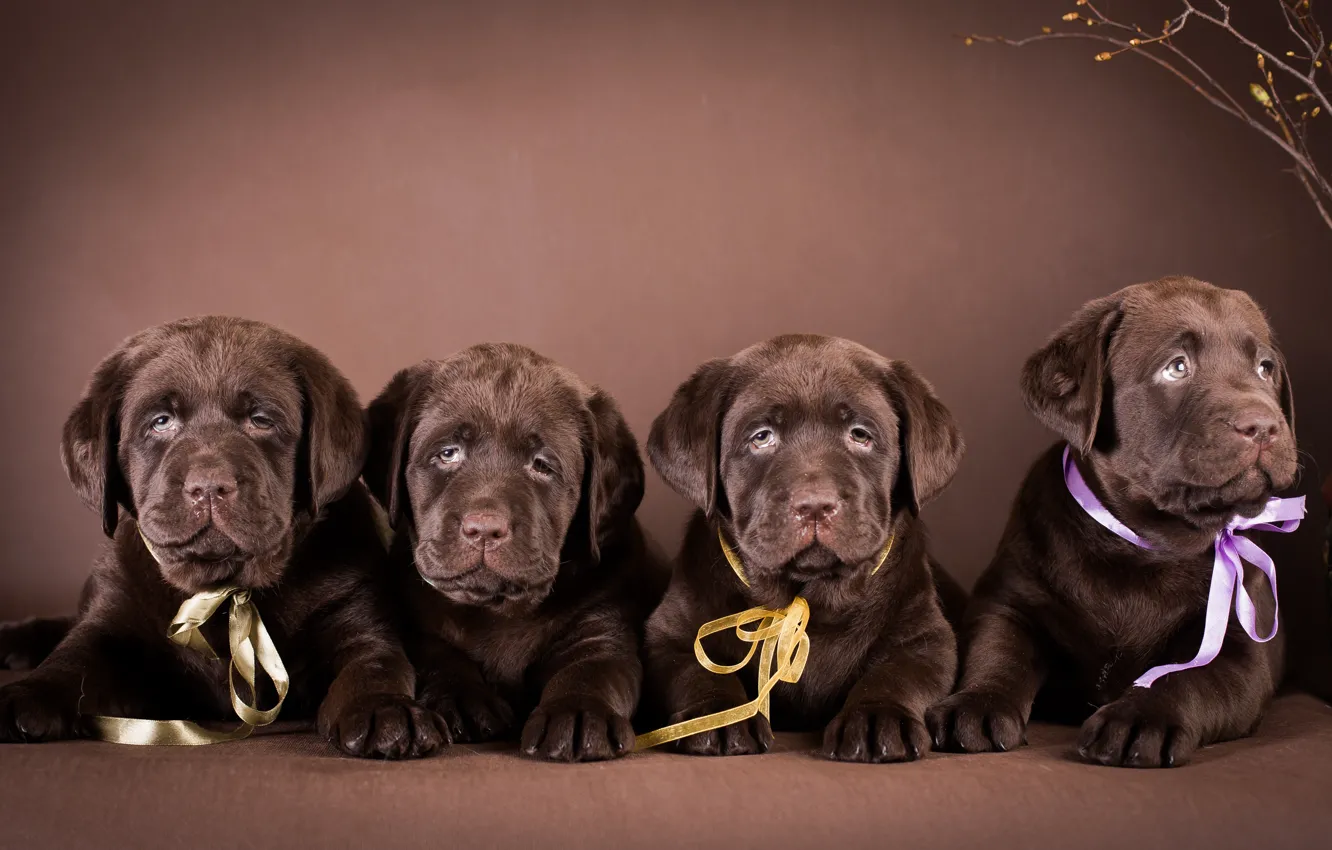 Photo wallpaper puppies, bows, breed, chocolate, Labradors, Quartet