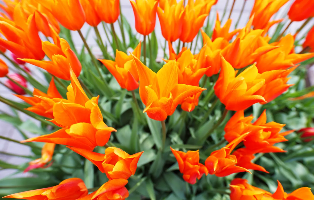 Photo wallpaper petals, garden, tulips, flowerbed