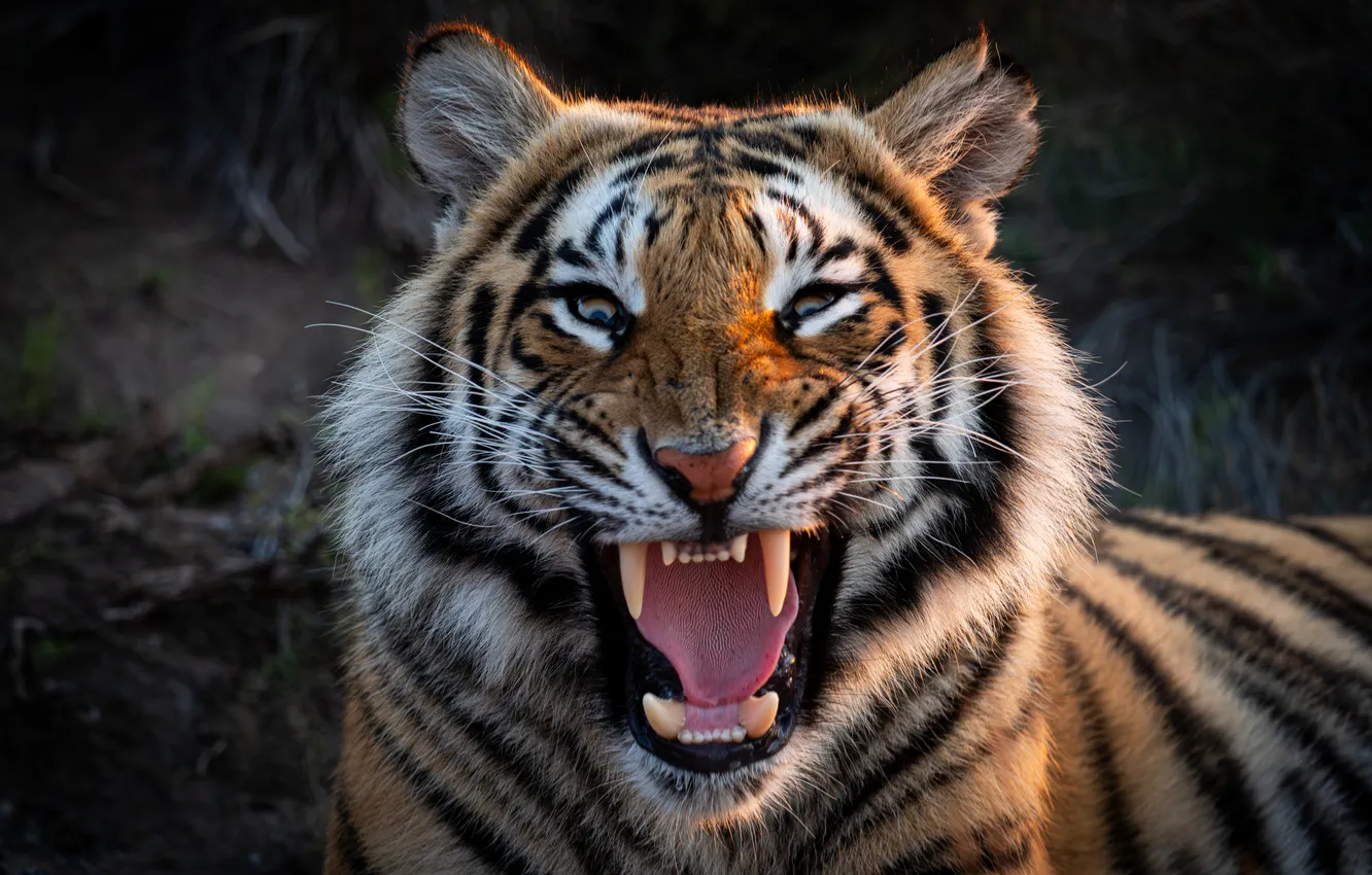 Photo wallpaper face, tiger, mouth, fangs, wild cat, Alexei Suloev