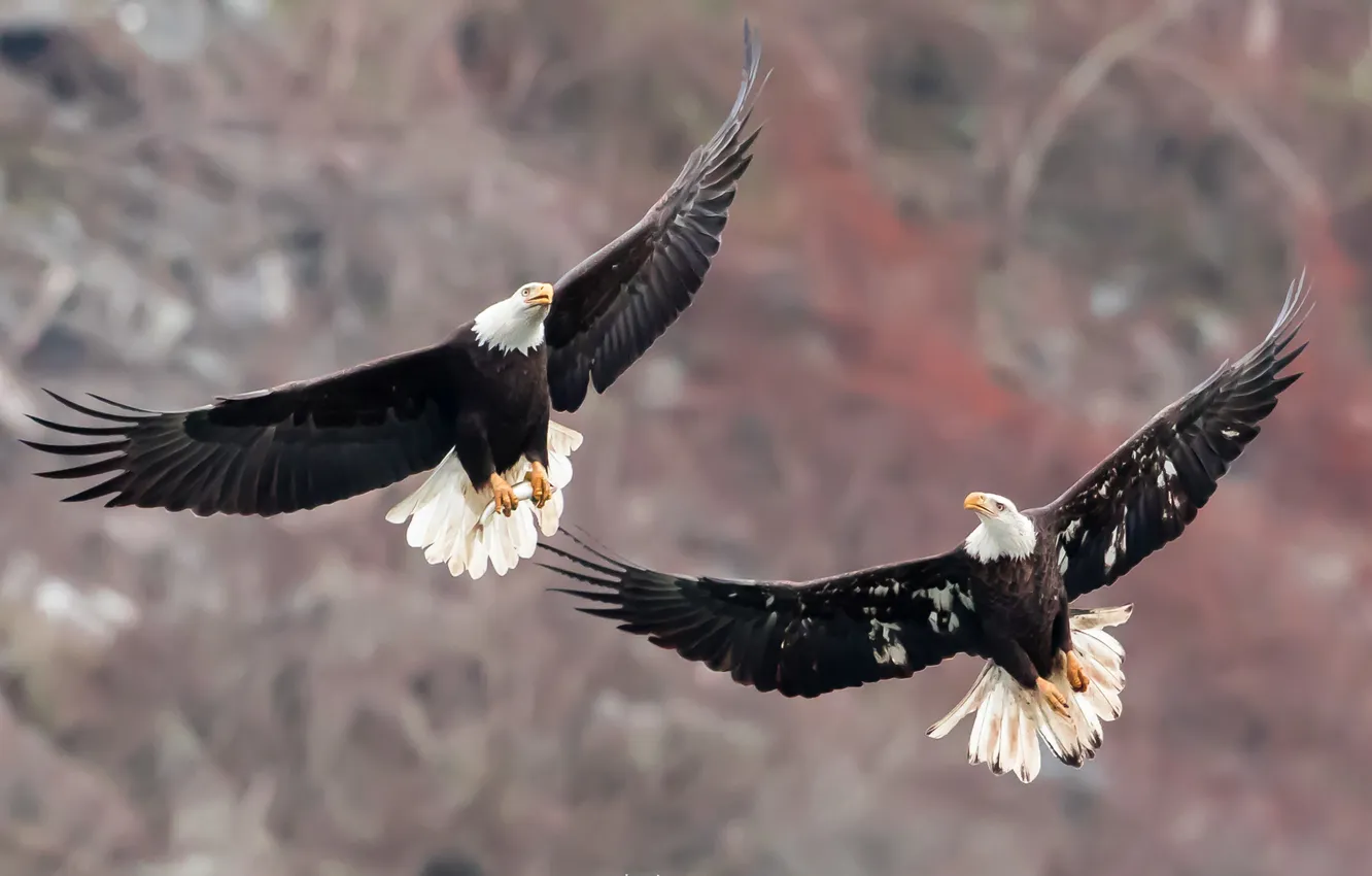 Photo wallpaper nature, bird, Bald Eagles