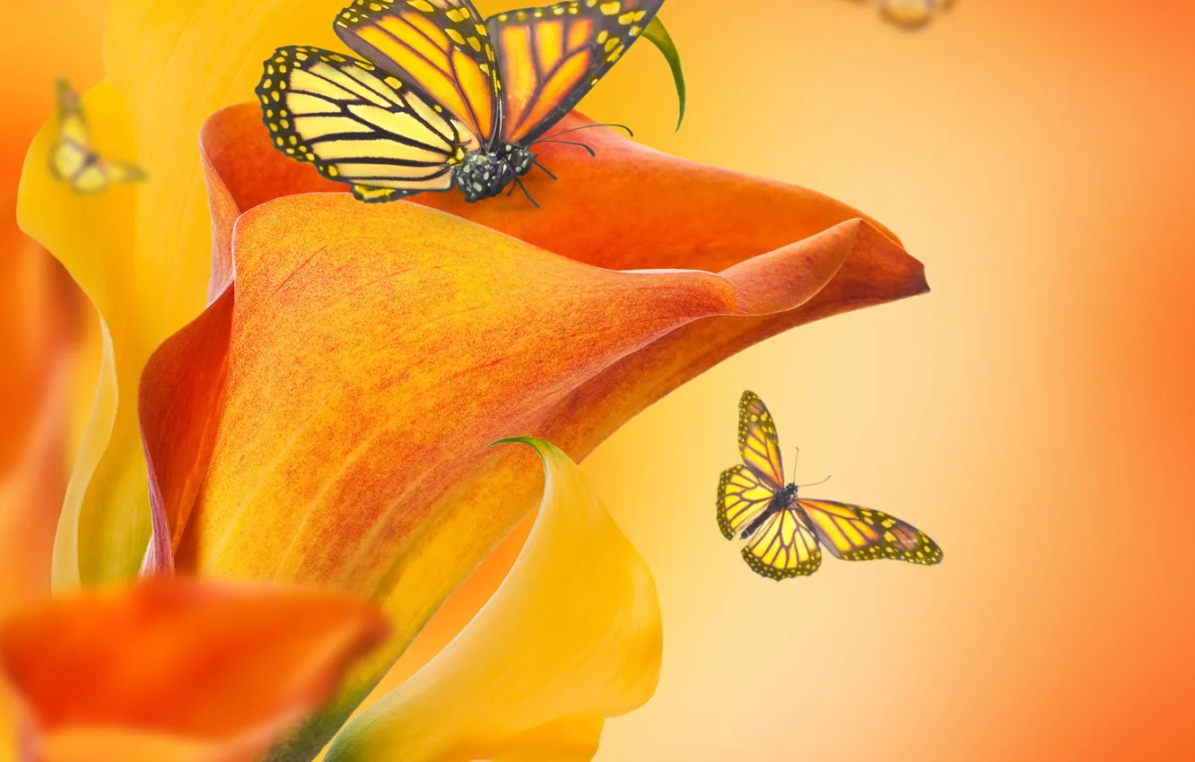 Photo wallpaper flowers, butterfly, buds, flowers, Calla lilies, butterflies, buds, Calla lilies