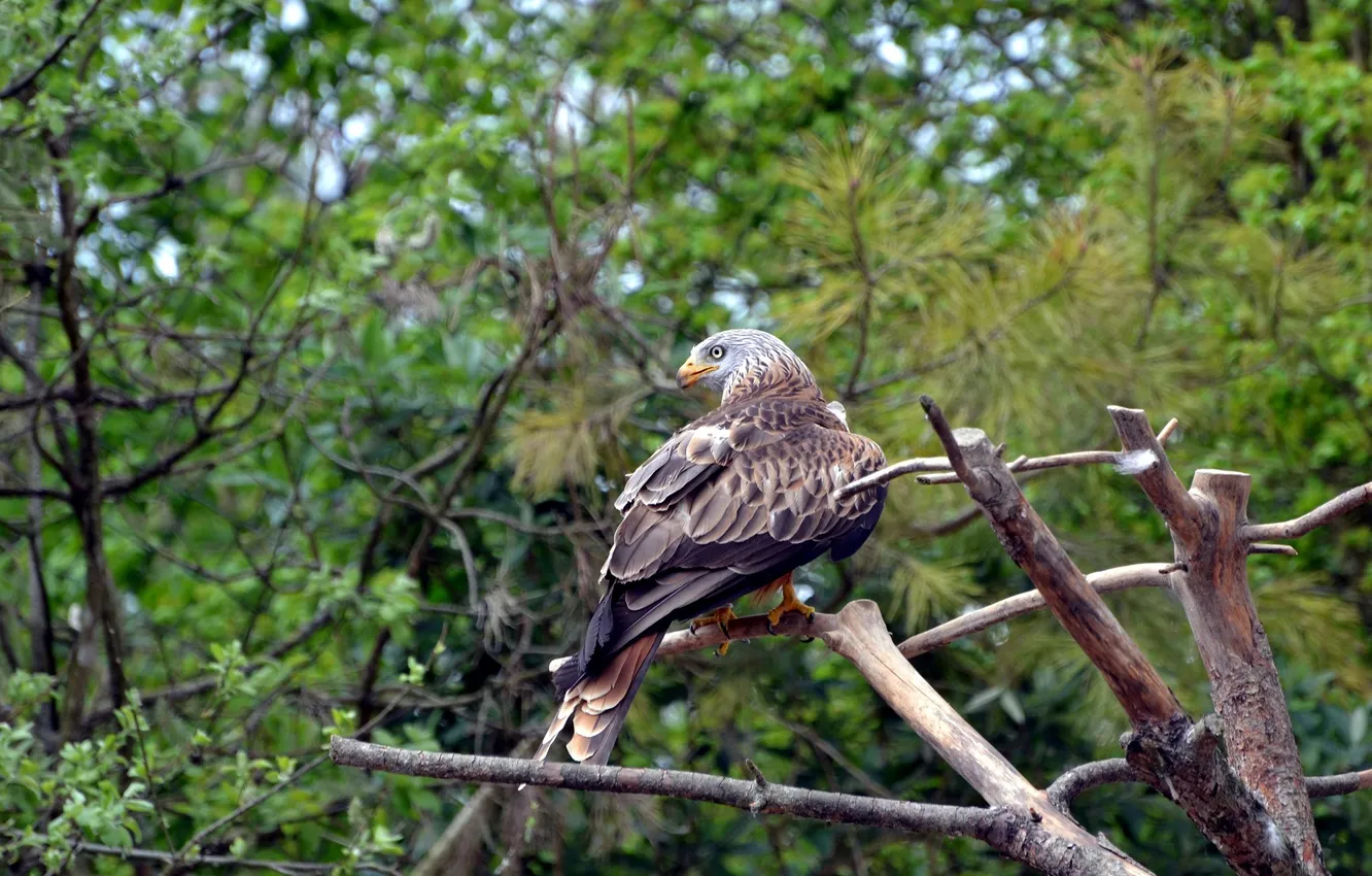 Photo wallpaper greens, bird, predator, kite, zoo