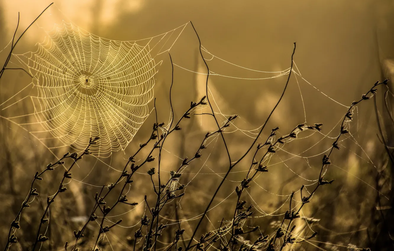 Photo wallpaper autumn, nature, web