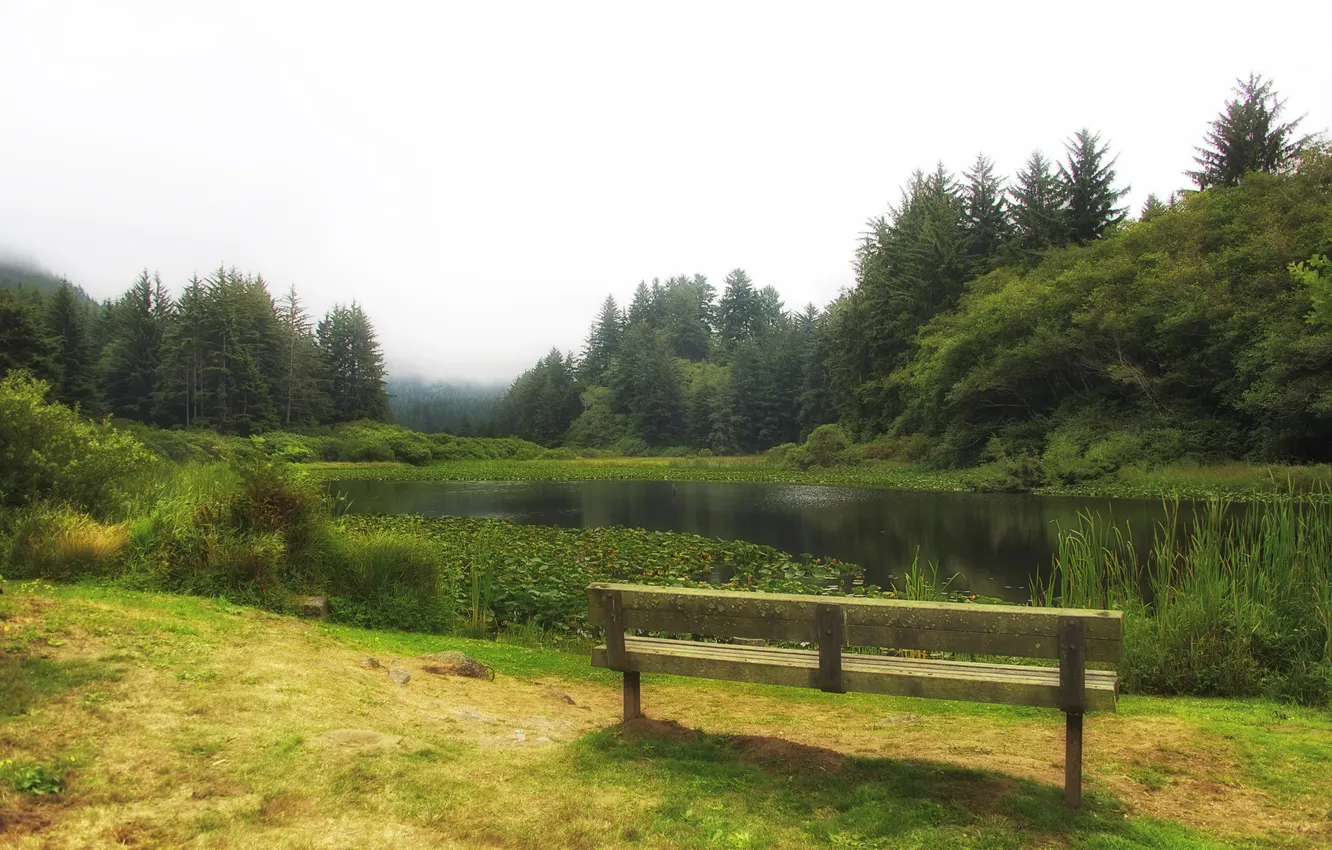 Photo wallpaper forest, grass, trees, bench, fog, pond, Park, morning
