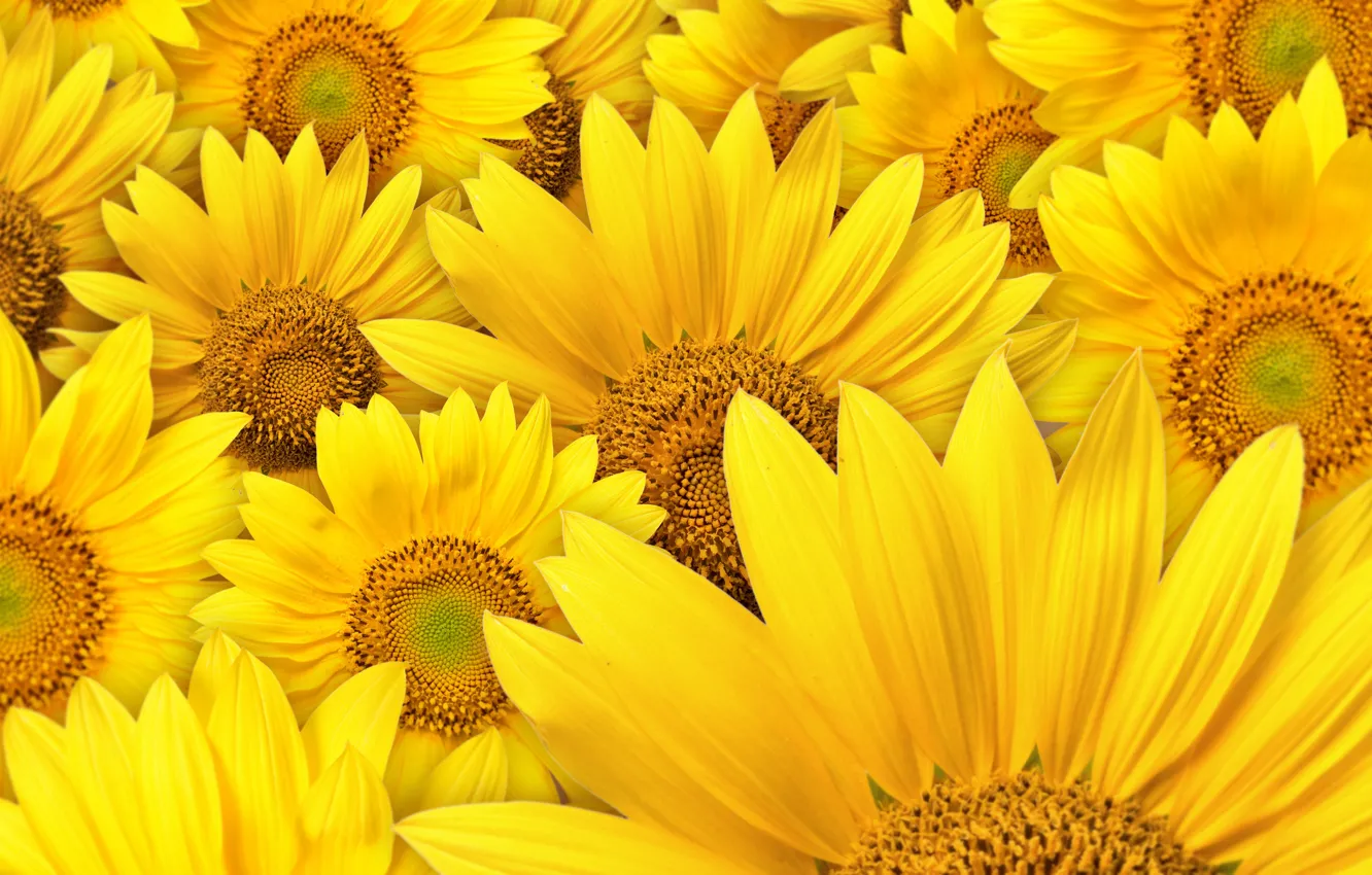 Photo wallpaper sunflowers, flowers, macro photography