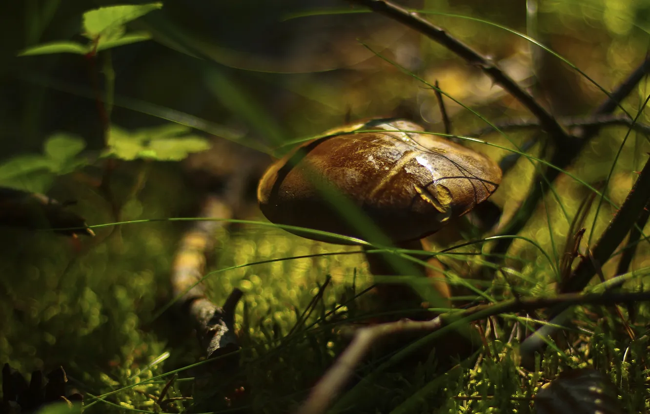 Photo wallpaper grass, light, mushrooms, bokeh, Greasers