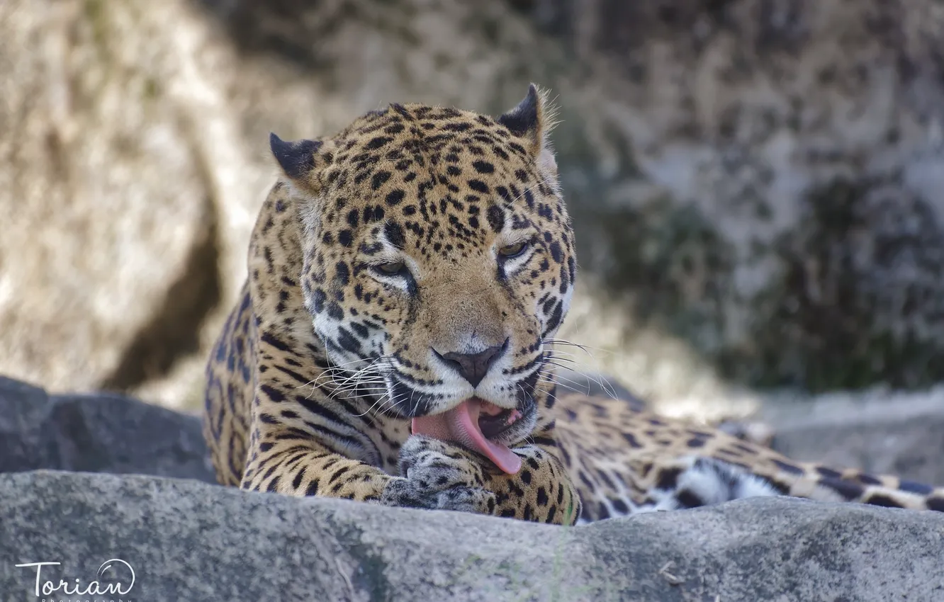 Photo wallpaper language, face, paw, predator, Jaguar, wild cat, washing