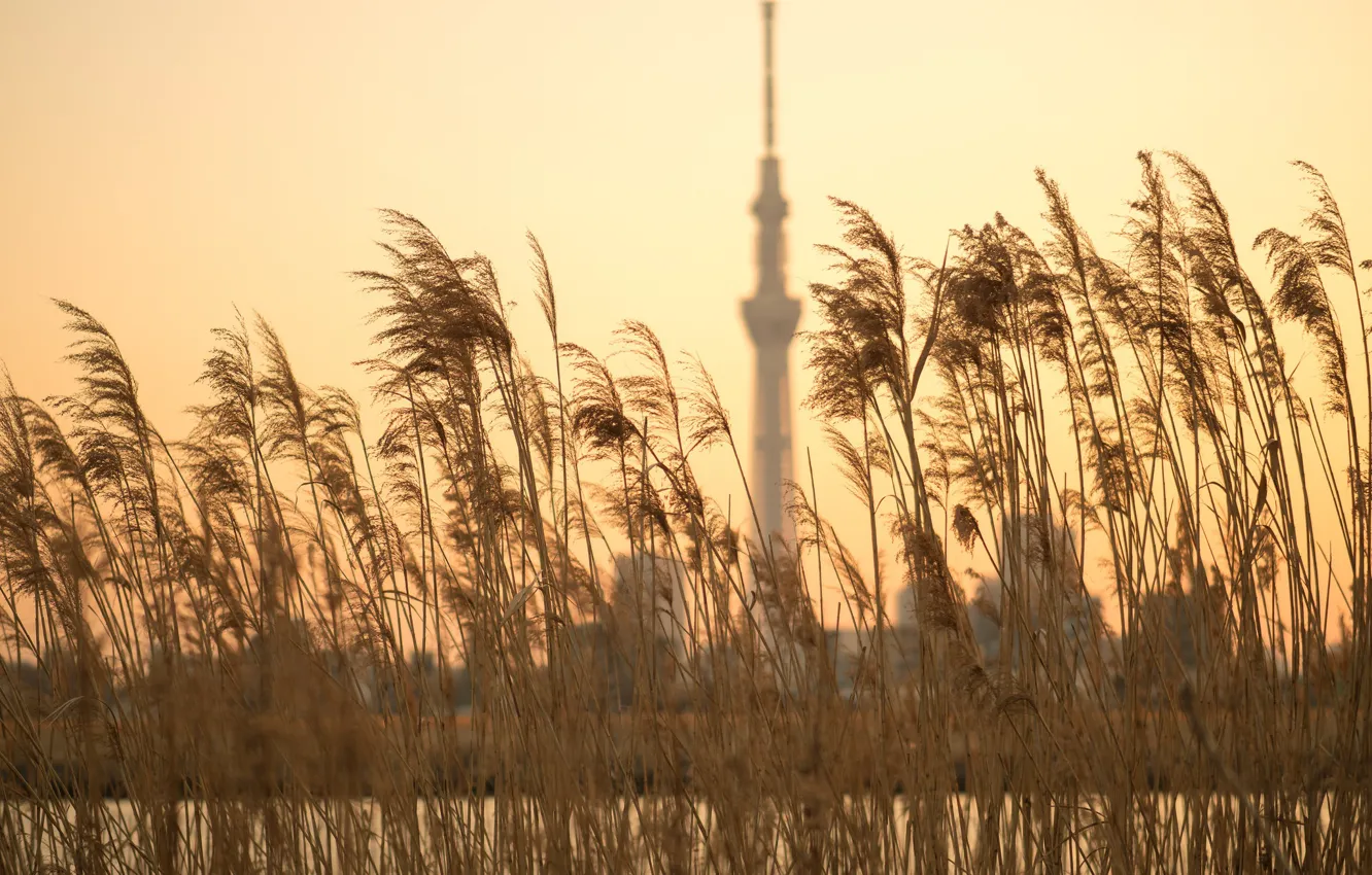 Photo wallpaper nature, background, reed