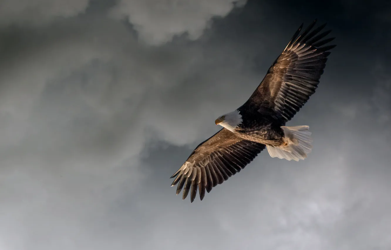 Photo wallpaper clouds, flight, bird, eagle, wings, feathers, predatory, bald eagle