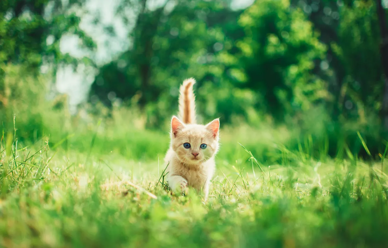 Photo wallpaper greens, cat, summer, grass, look, nature, pose, Park