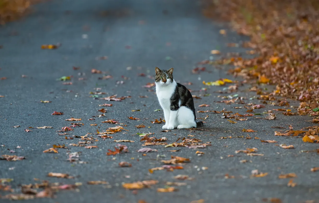 Photo wallpaper autumn, cat, street