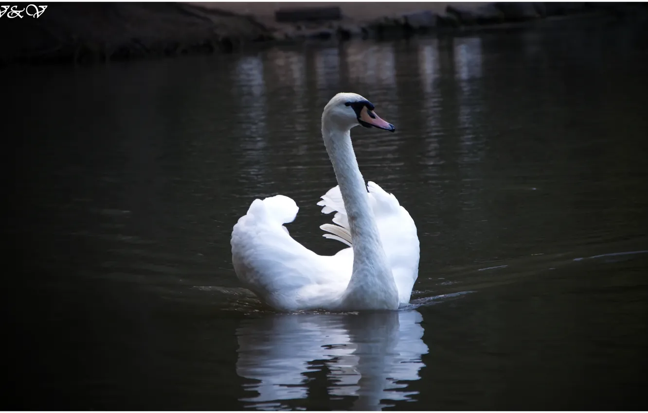 Photo wallpaper lake, beauty, swans