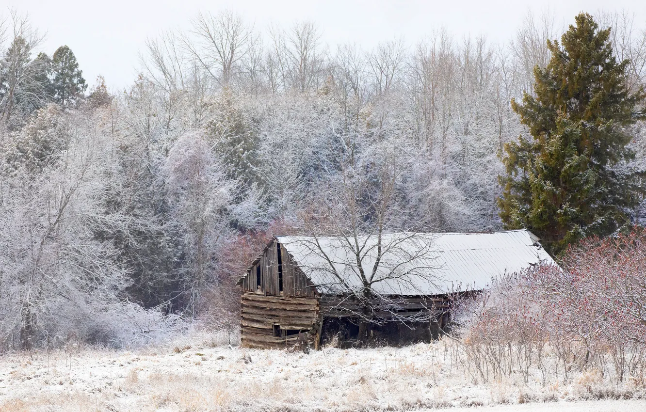 Photo wallpaper winter, forest, snow, trees, the barn