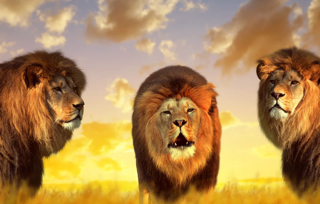 Photo wallpaper nature, lions, kings