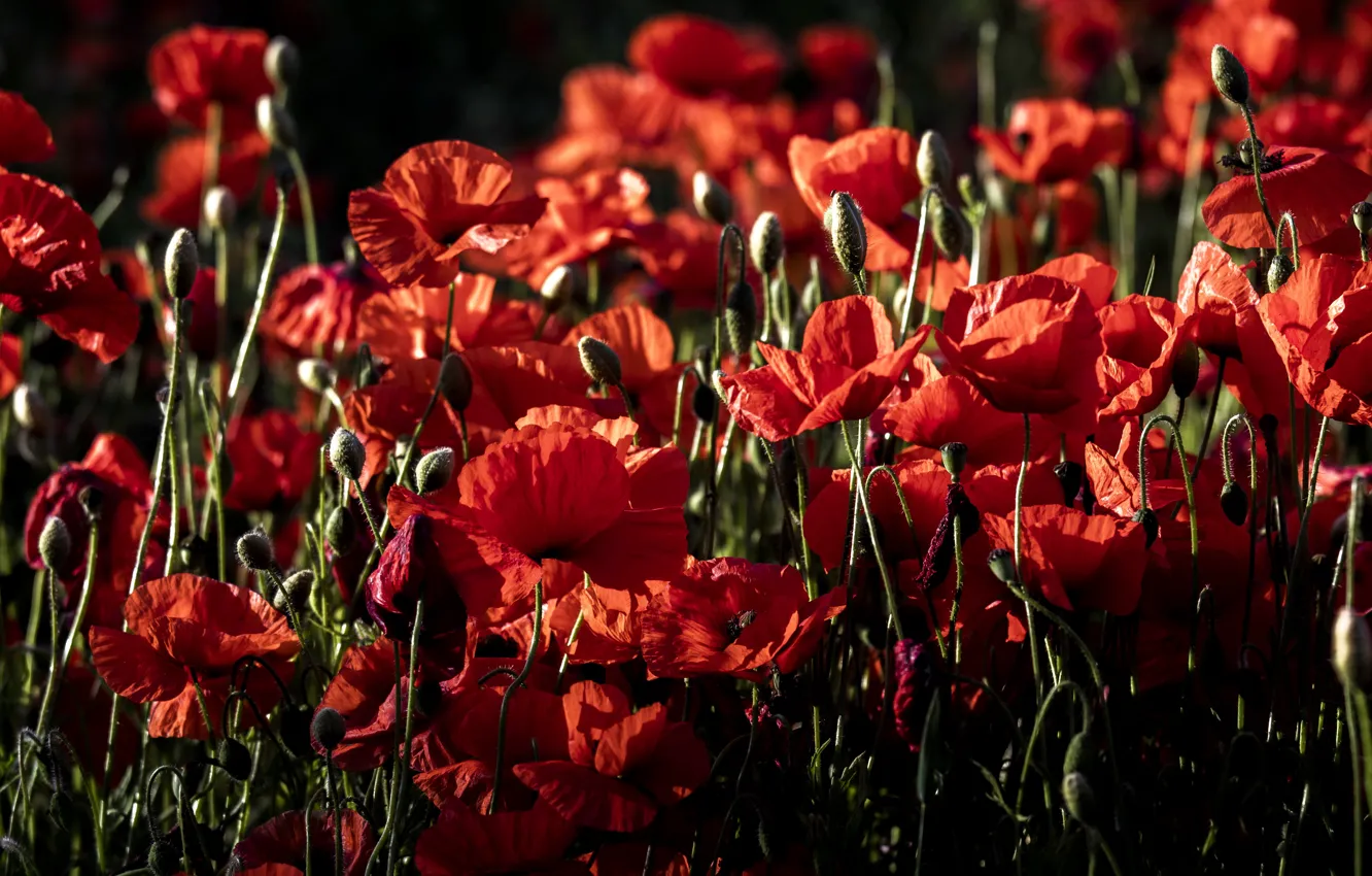 Photo wallpaper summer, nature, Maki