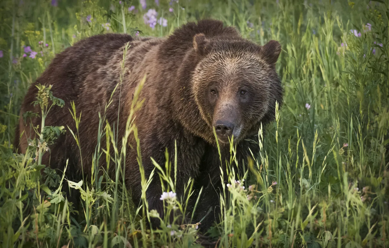 Photo wallpaper grass, look, bear