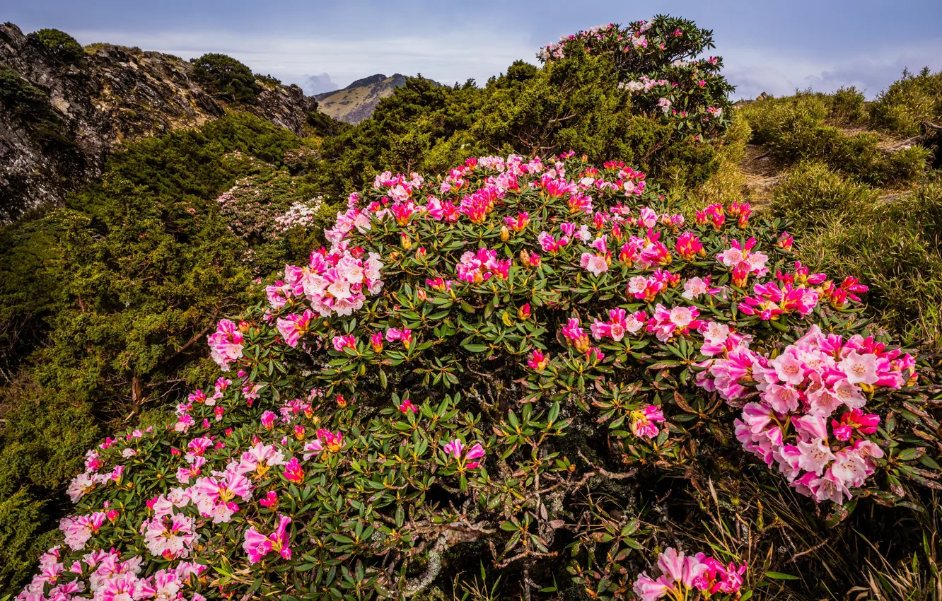 Photo wallpaper the sky, leaves, landscape, flowers, mountains, nature, hills, vegetation