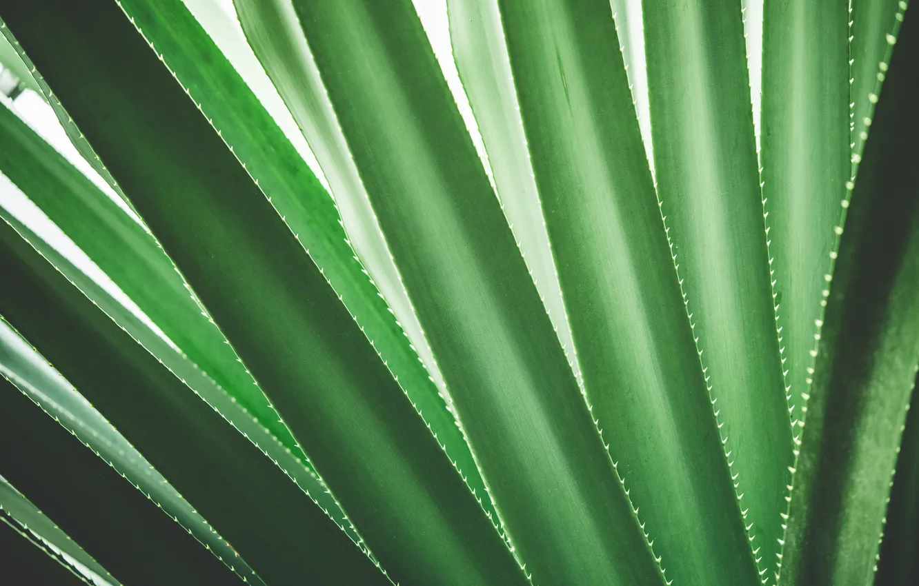 Photo wallpaper pattern, leaves, plants, shapes