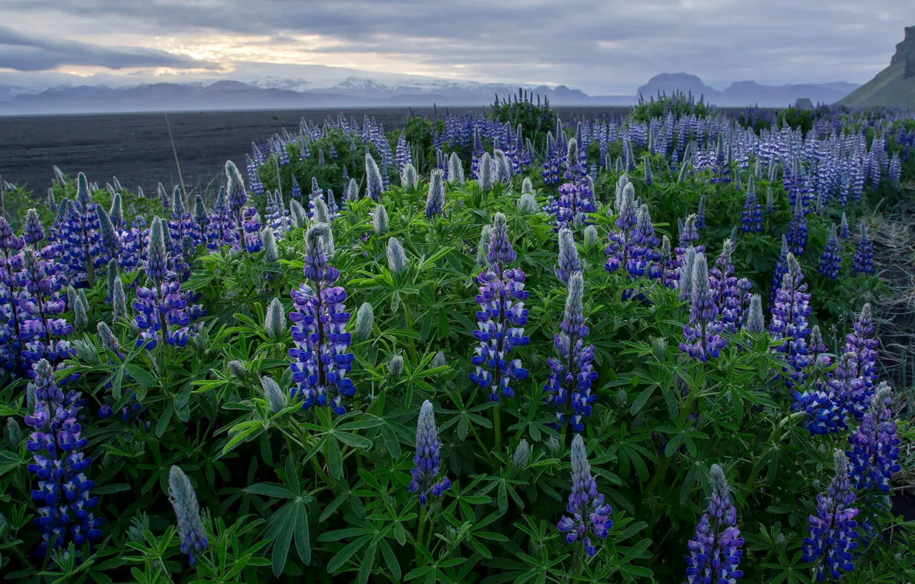 Photo wallpaper field, purple, summer, flowers, mountains, lupins