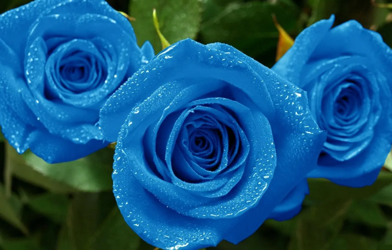 Photo wallpaper flowers, Rosa, roses, blue roses